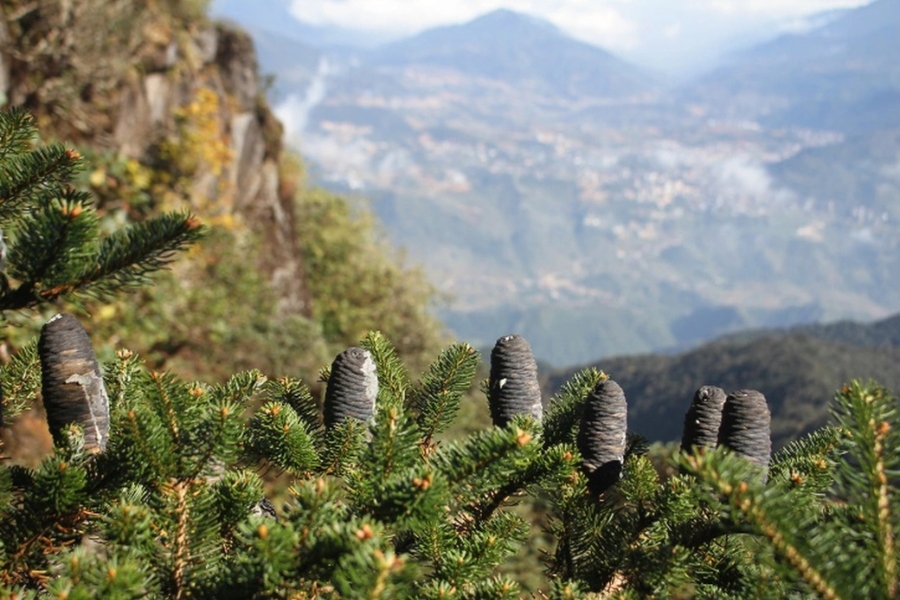 A fir tree with special cones