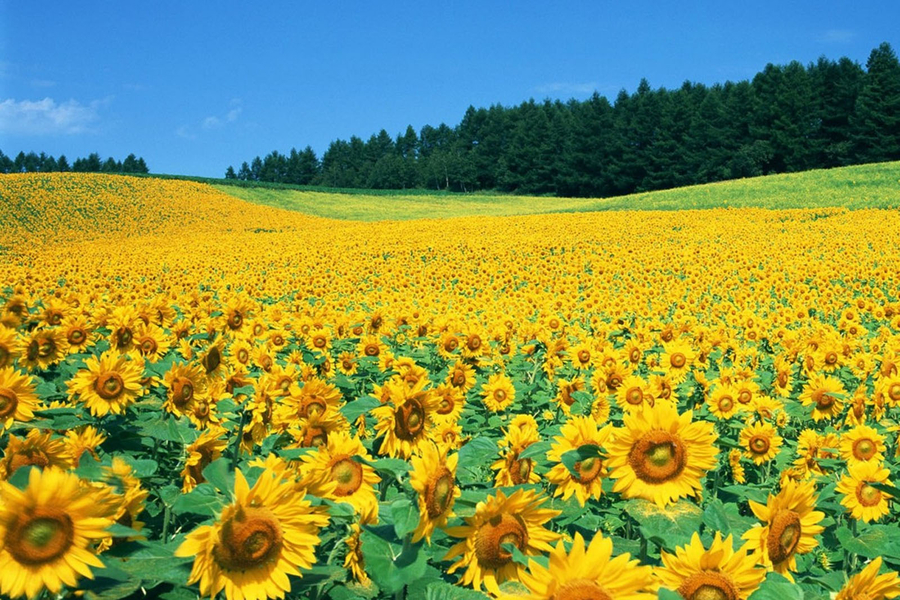 Sunflower Field is associated with a modern agricultural development. Source: Vietgoing