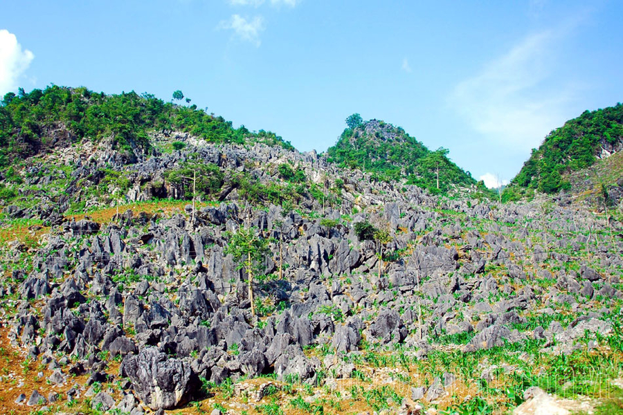 Tua Chua Stone Plateau is a spectacular place. Source: Vietnam National Tourism Administration
