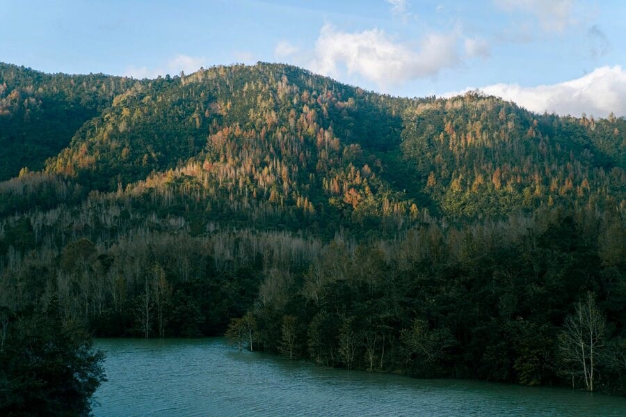 A maple leaf forest in Quang Tri is surprisingly alike to those found in Europe. Photo: Thanh Nien