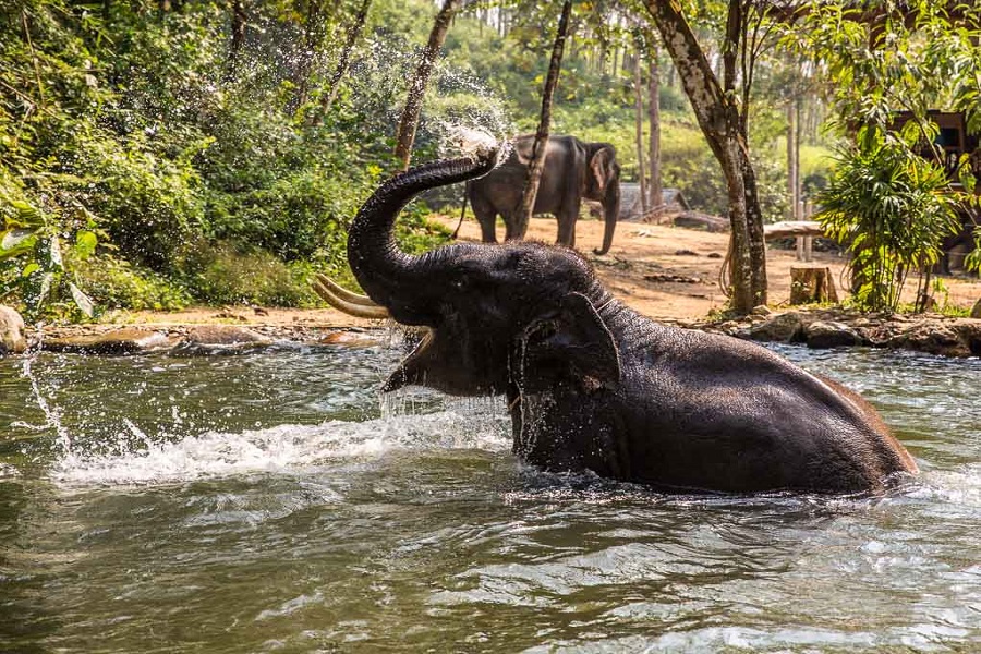 Meet the elephants at Phang Nga Elephant Park