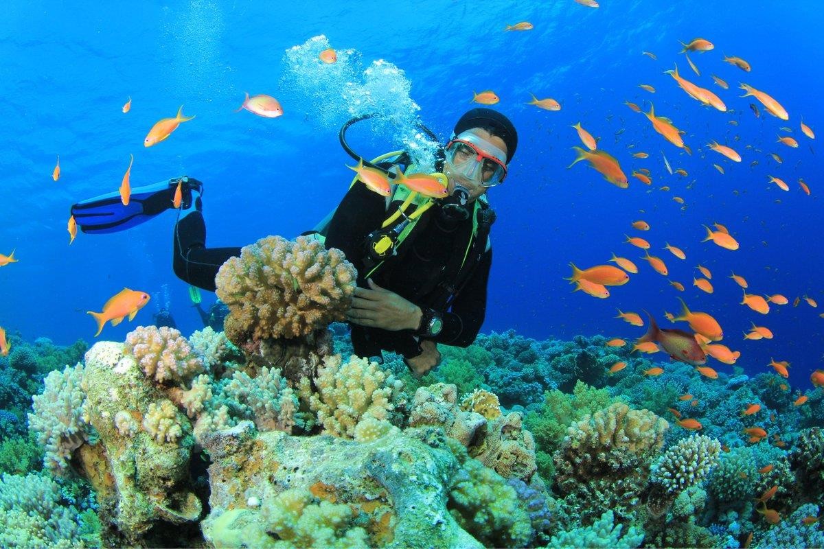 Coral diving is one of the most interesting activity. Source: iVIVU.com