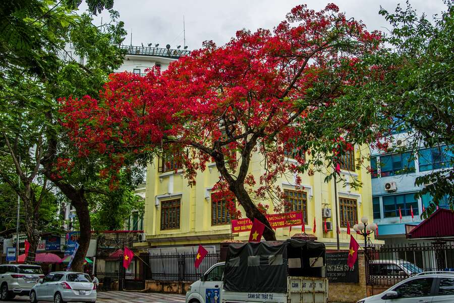 Hai Phong City in the red of phoenix flowers. Photo: Hai Phong news