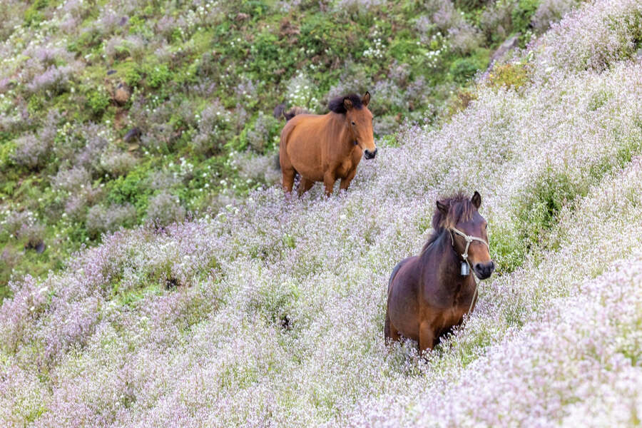 Chi pau flowers bloom on Ta Chi Nhi Mountain. Photo: Vietnamnet