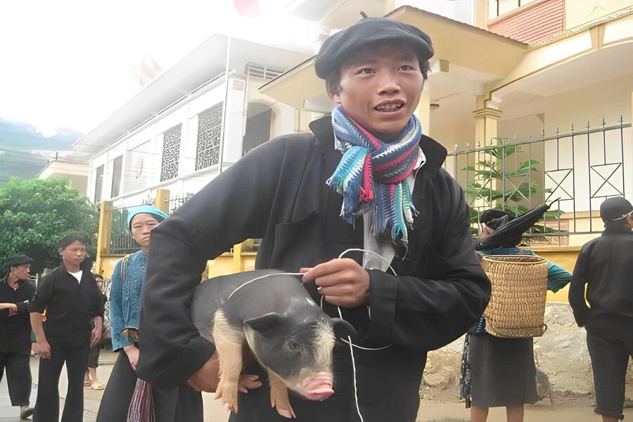 Locals raise pigs just big enough for them to easily carry to the market. Photo: Duy Ngoi