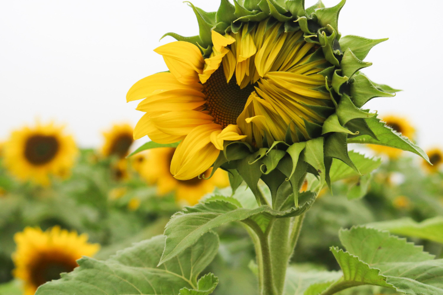 Sunflower Field was formed in 2010 for an animal feed production process. Source: Tuoi Tre News