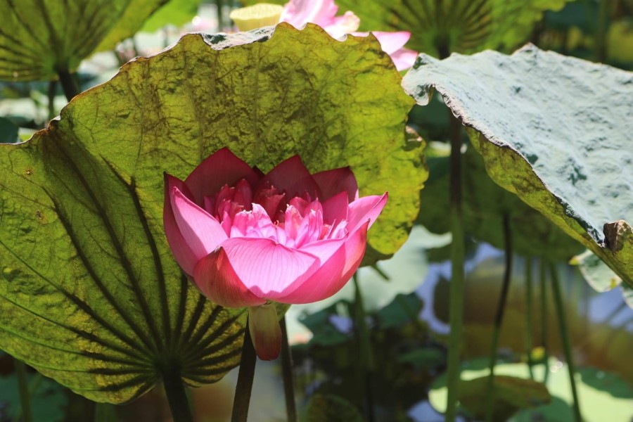 lotus blooms under the sun