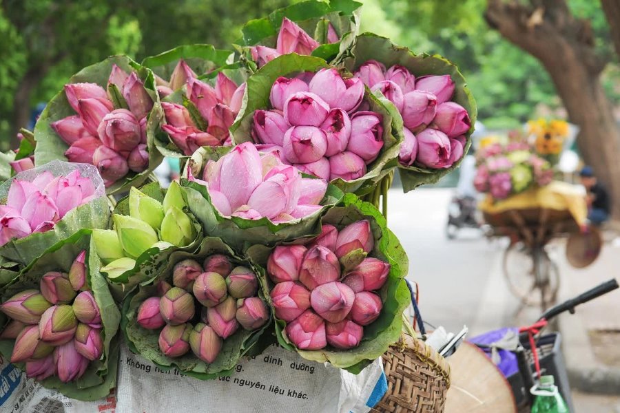 lotus is an iconic sight in hanoi