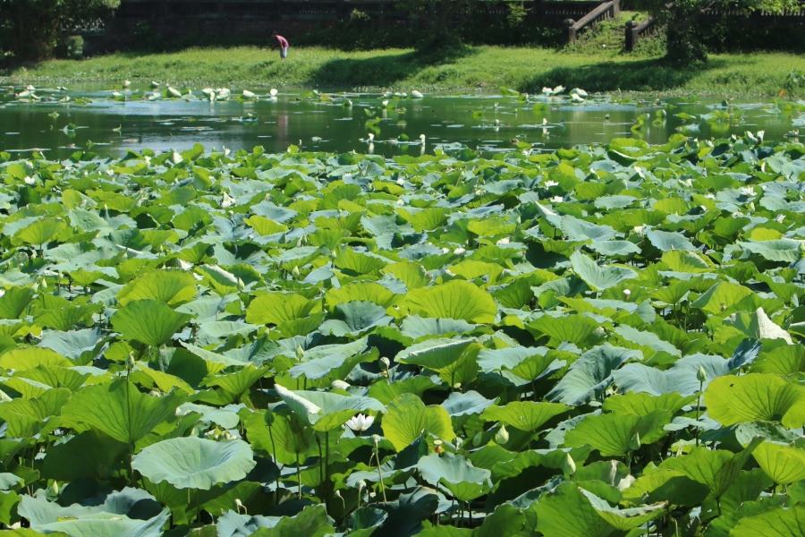 gorgeous lotus ponds in hue city