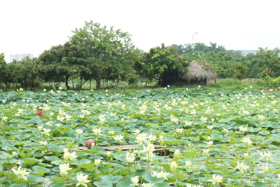 lotus season in nghe an vietnam