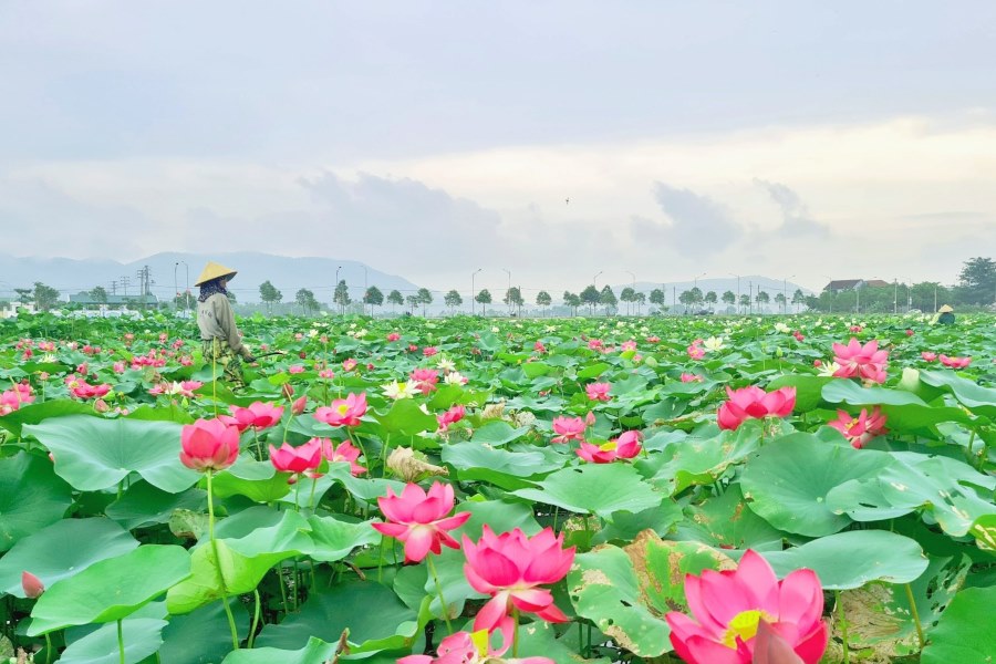 the beauty of lotus season in vietnam