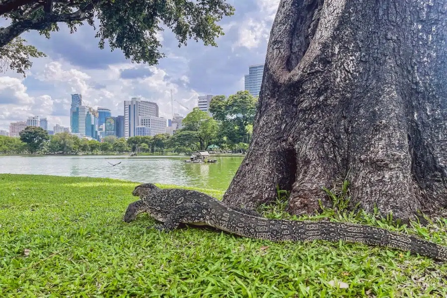 At Lumphini Park, the famous monitor lizards can often be seen sunbathing near the water