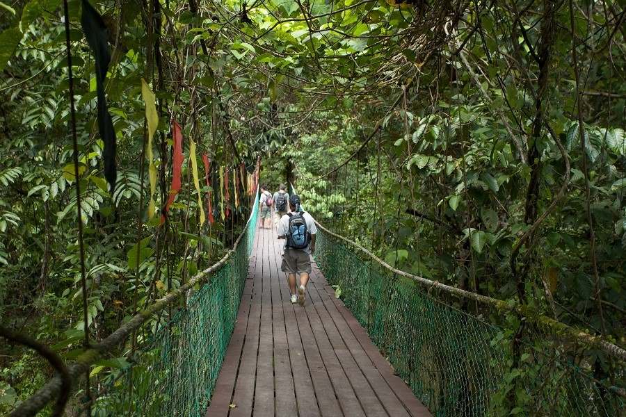Canopy Walk in Gunung Mulu National Park