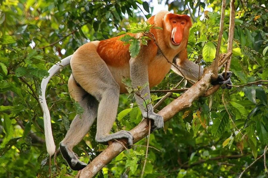 Wildlife encounter is an interesting experience