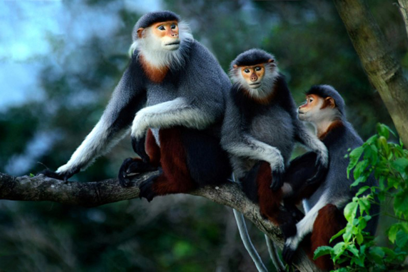 Monkeys in Cuc Phuong National Park