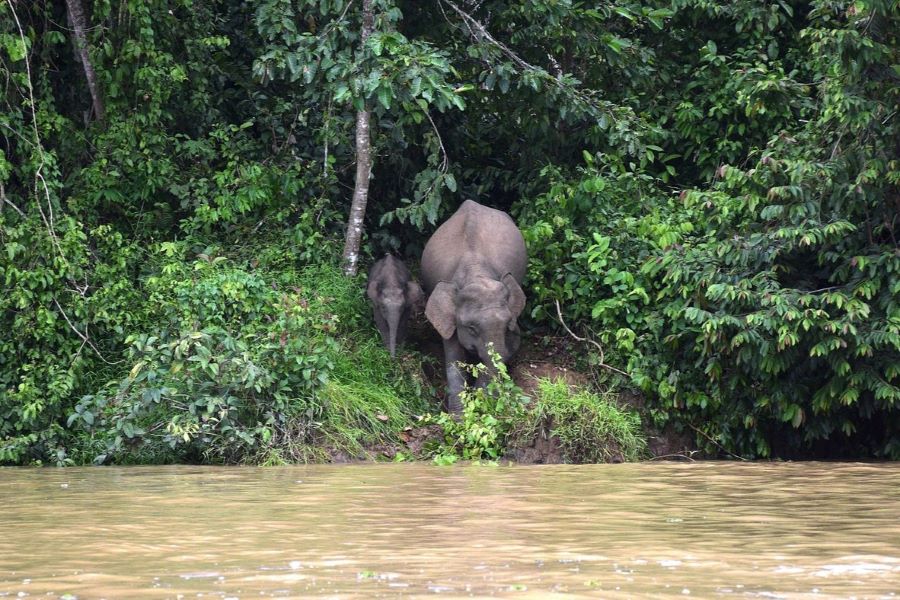 elephant sighting in east malaysia