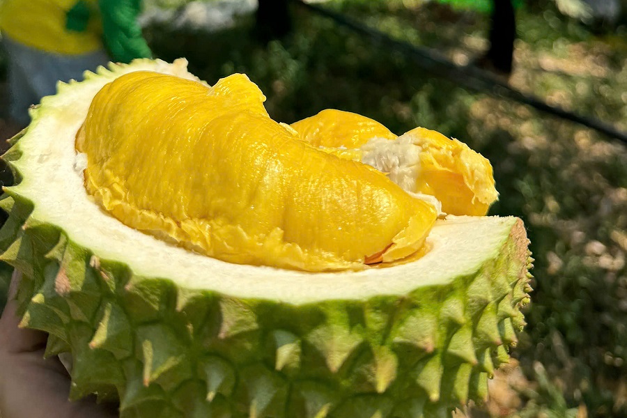 Tasty Musang King is easy to identify with bright yellow flesh
