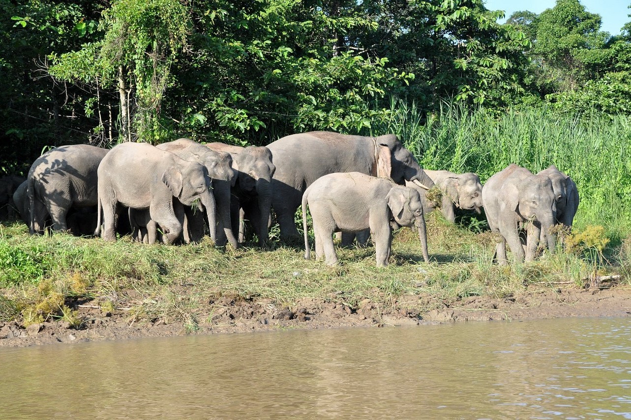 Kinabatangan River