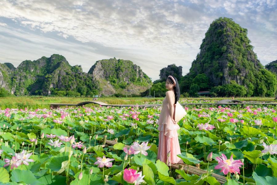 the beauty of lotus season in ninh binh vietnam