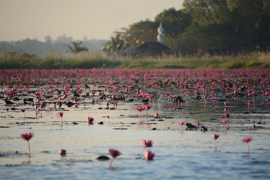 Red Lotus Sea (Talay Bua Daeng) - Udon Thani