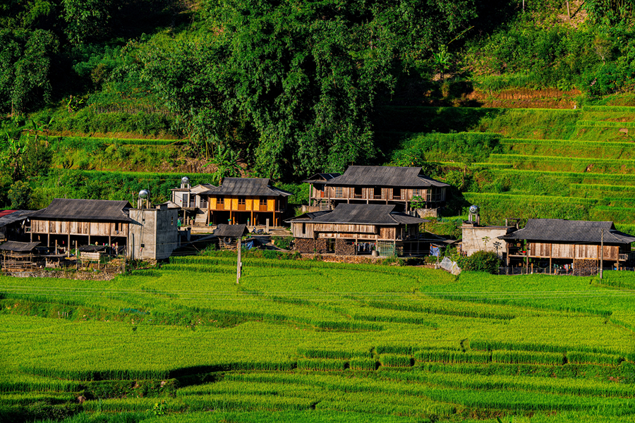A close-up view of a picturesque rural village, surrounded by lush green rice fields and dense forests