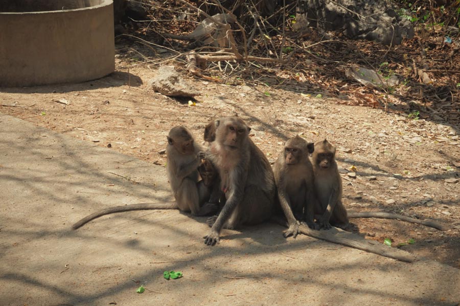 The monkeys around Tham Khao Luang Cave