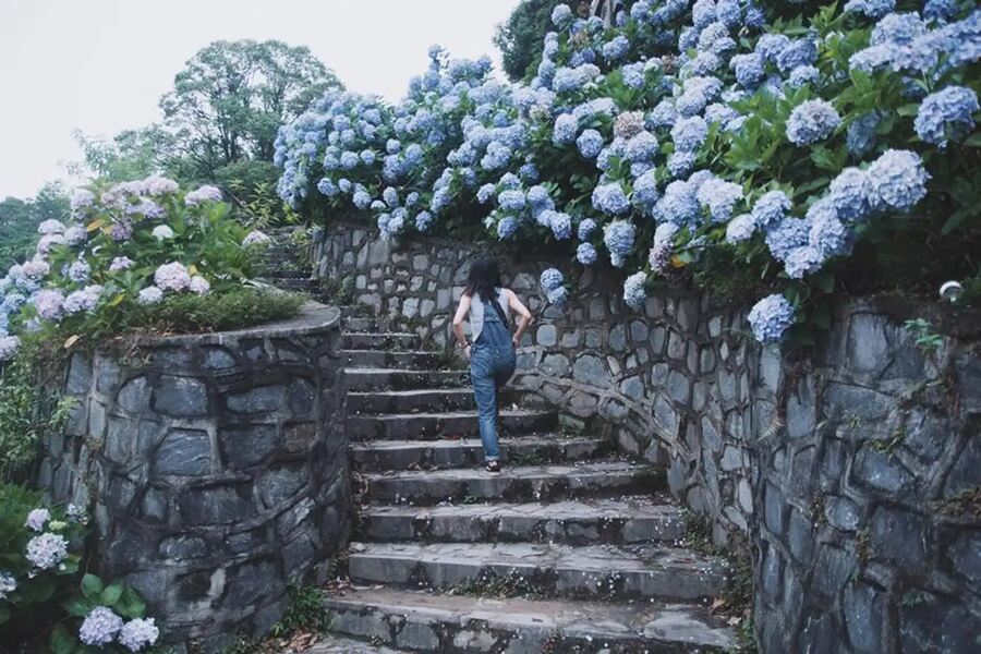 Many blooming flowers create a brilliant scene of the Northeast mountains and forests. Source: tintuc.vn