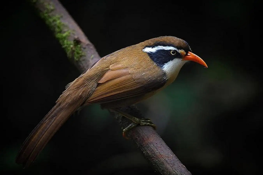 Pomatorhinus ochraceiceps in Phia Oac – Phia Den National Park. Source: stanleychu2019