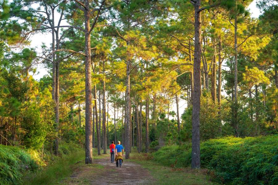 Start your next day with the fresh energy from nature