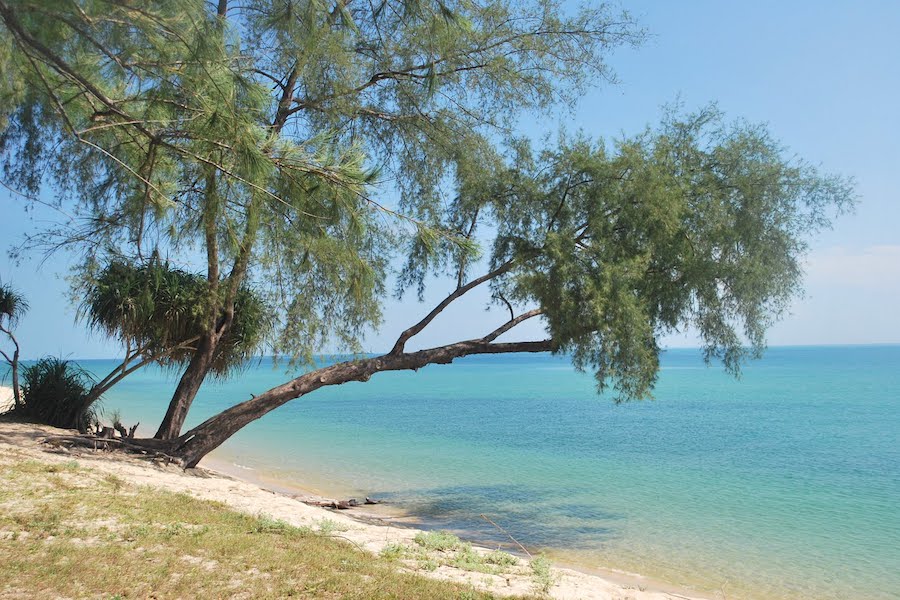 Surrounded by lush greenery and tall coastal trees, including casuarina trees - Photo: whatssan