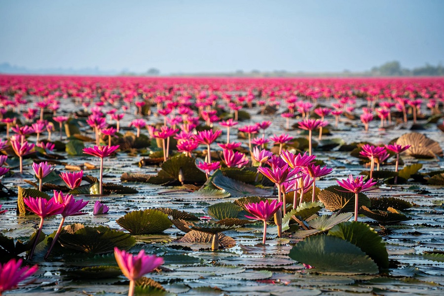 If Udon Thani has an iconic sight, it’s Talay Bua Daeng, the famous Sea of Red Lotuses