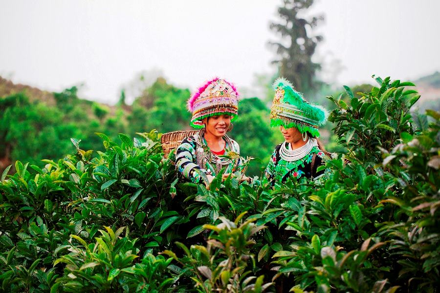 Mong people harvest shan tuyet tea leaves