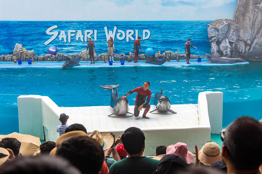 Enjoy the whale show at Safari World