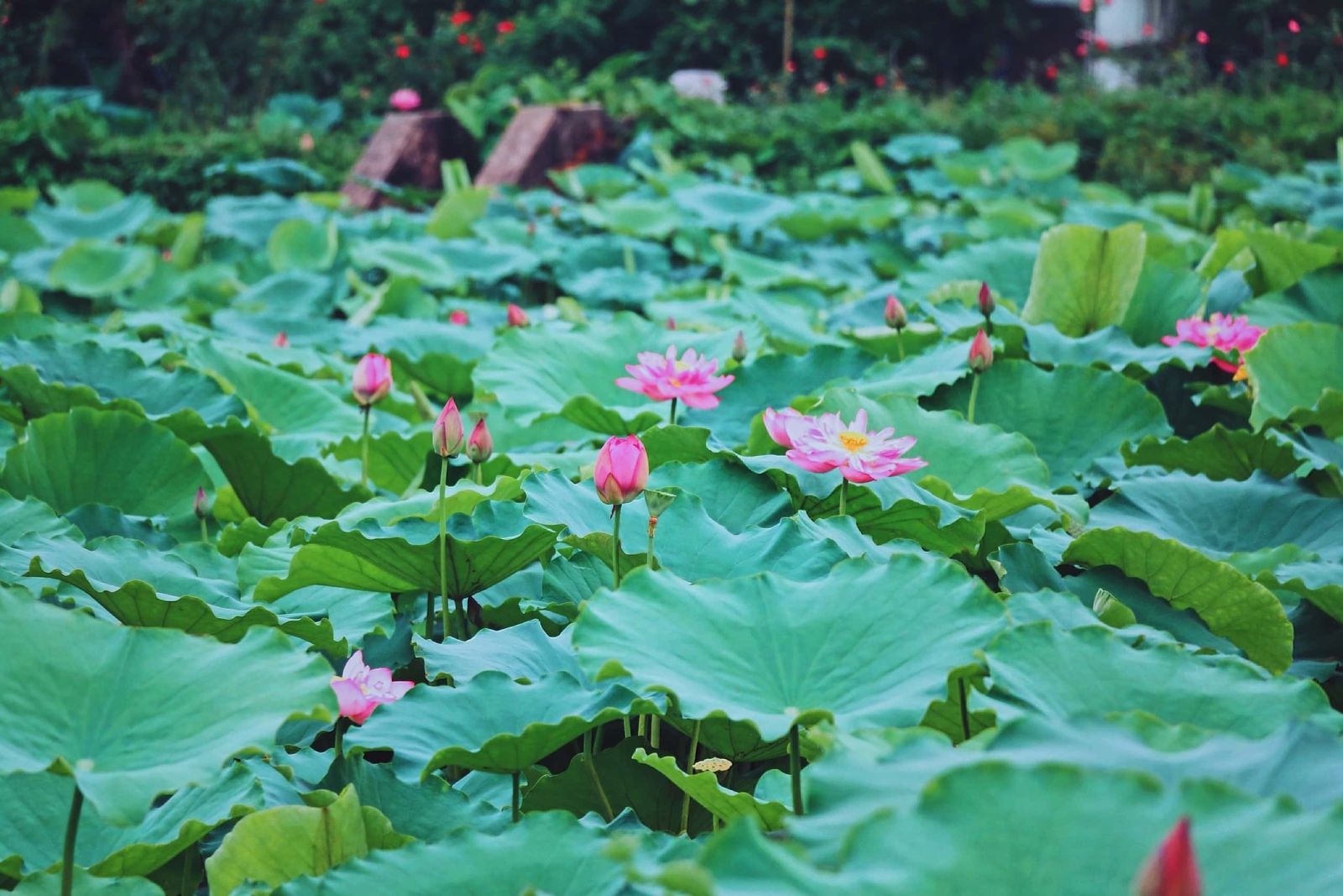 Lotus flowers bloom in the summer in West Lake. Source: Saigon Travel