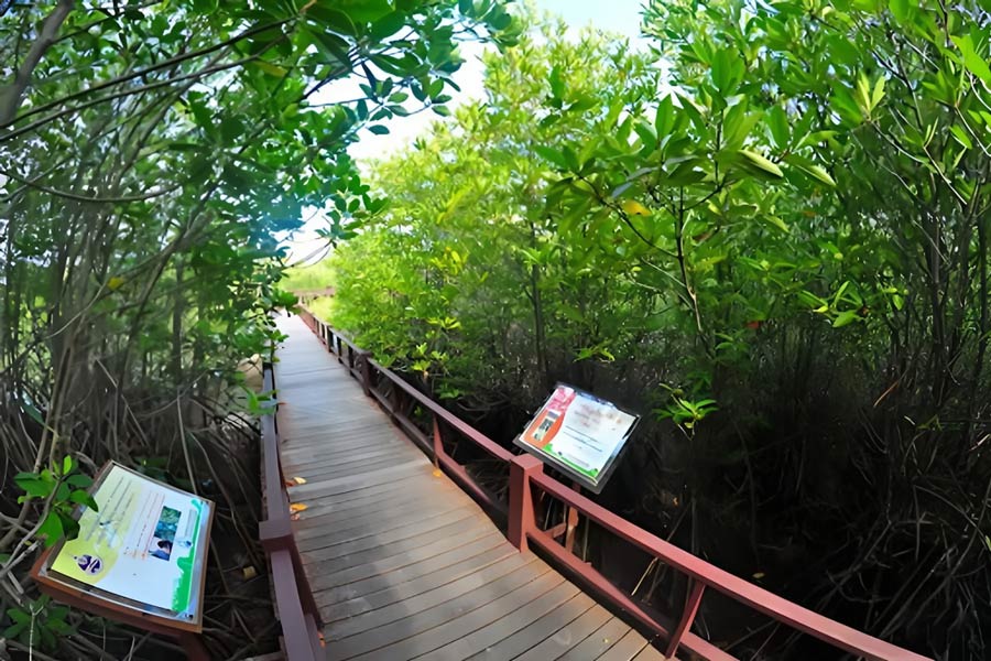 Top highlights in Sirindhorn Peat Swamp Forest