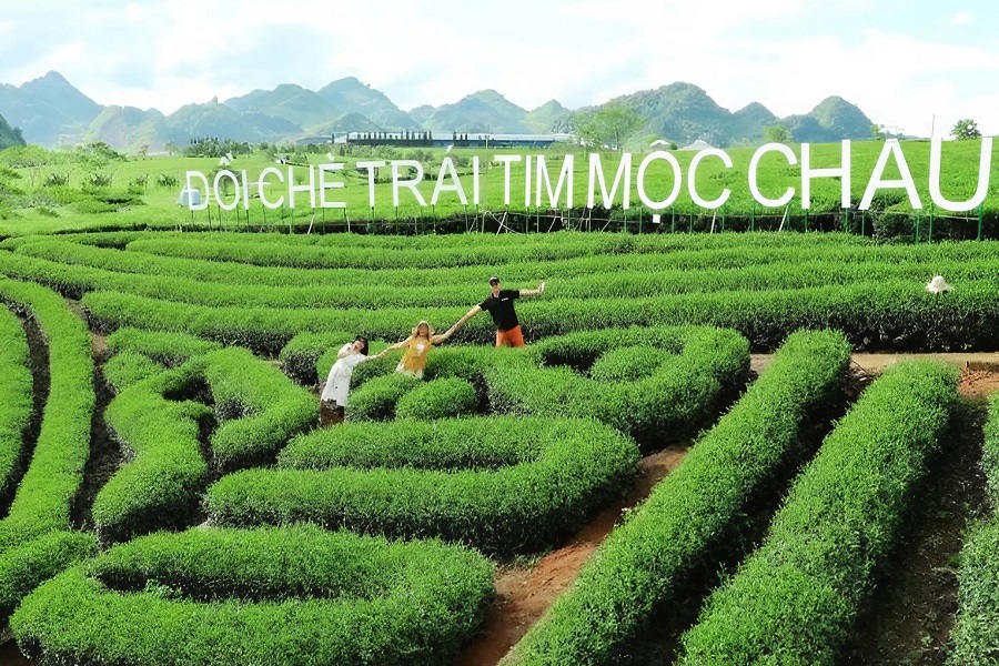 Love Moc Chau Heart Tea Hill