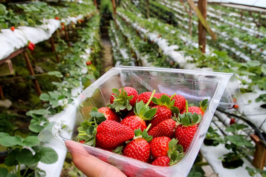 strawberry picking cameron highland