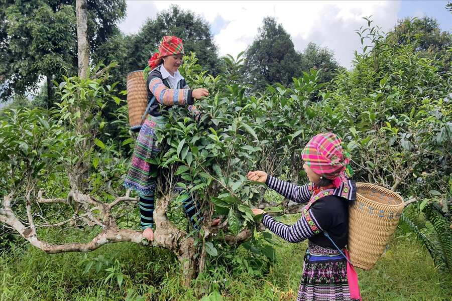 H'mong people pick tea leaves from ancient Shan tea trees. Photo: People and Development