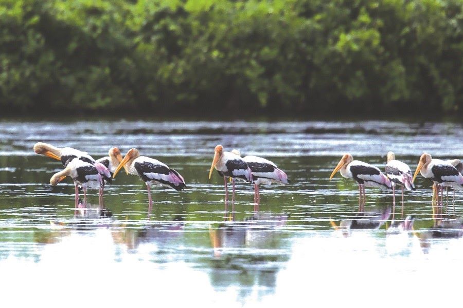 Perfect bird watching spot