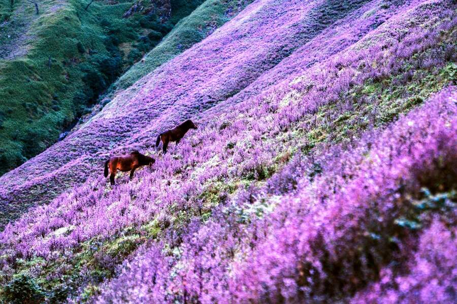 September to early October is the best time to see Chi Pau flowers