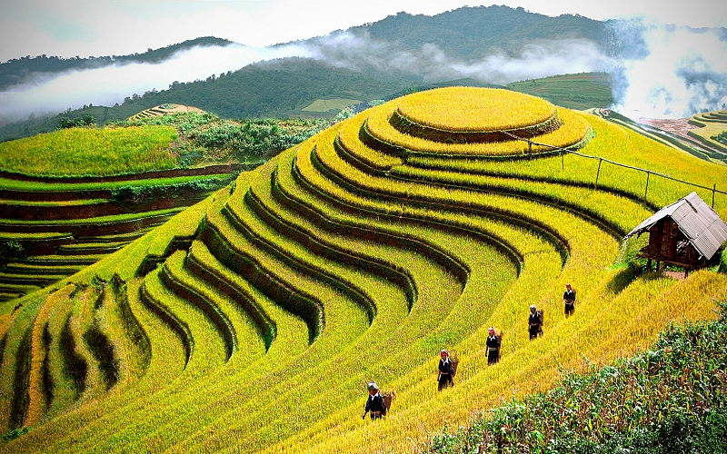 Beautiful natural scenery of terraced rice fields in Sapa