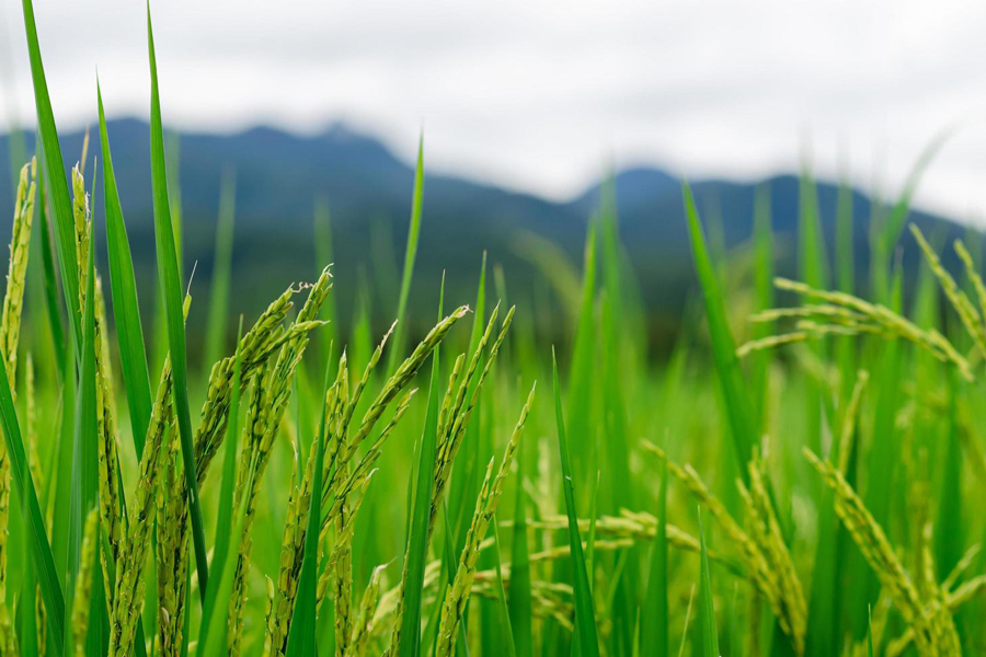 Thai jasmin rice