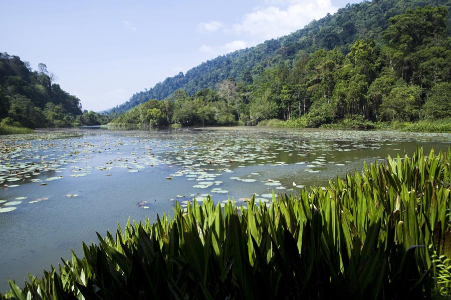 About Thale Ban National Park