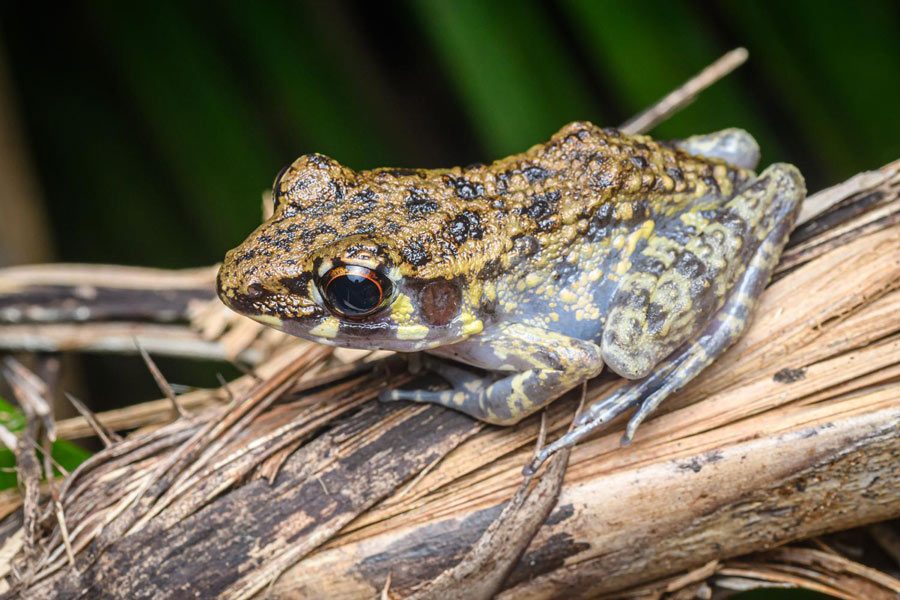 Top highlights in Thale Ban National Park