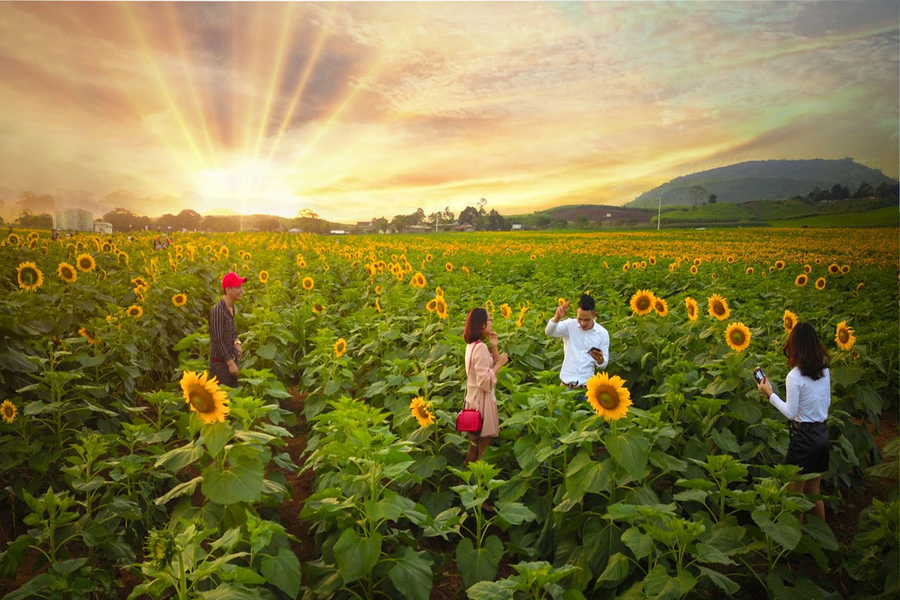 The most ideal time to visit the field is during the blooming season. Source: Vietgoing