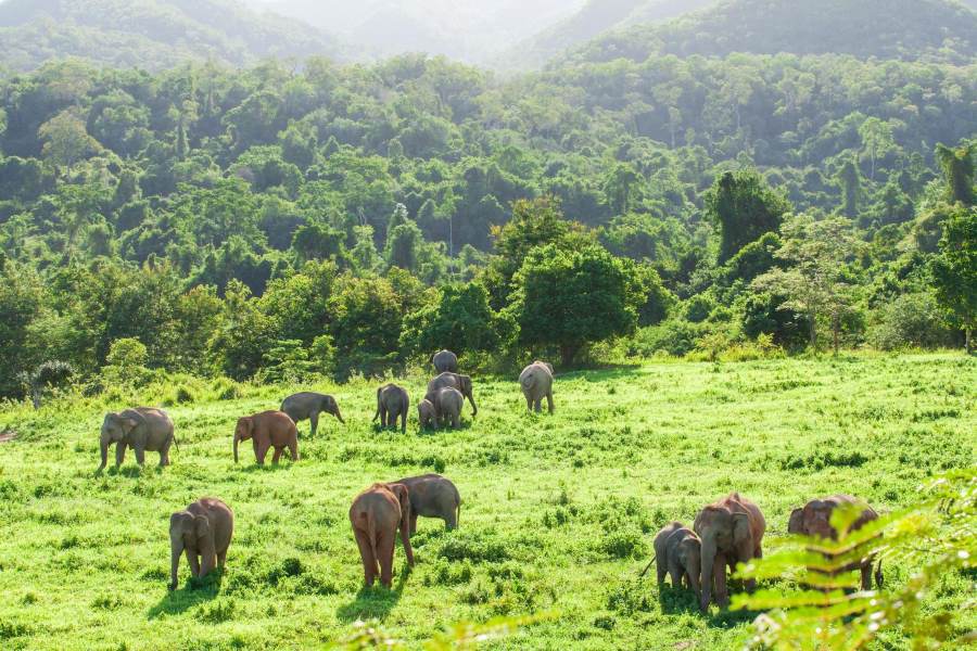 Top National Parks in Thailand for Outdoor Enthusiasts