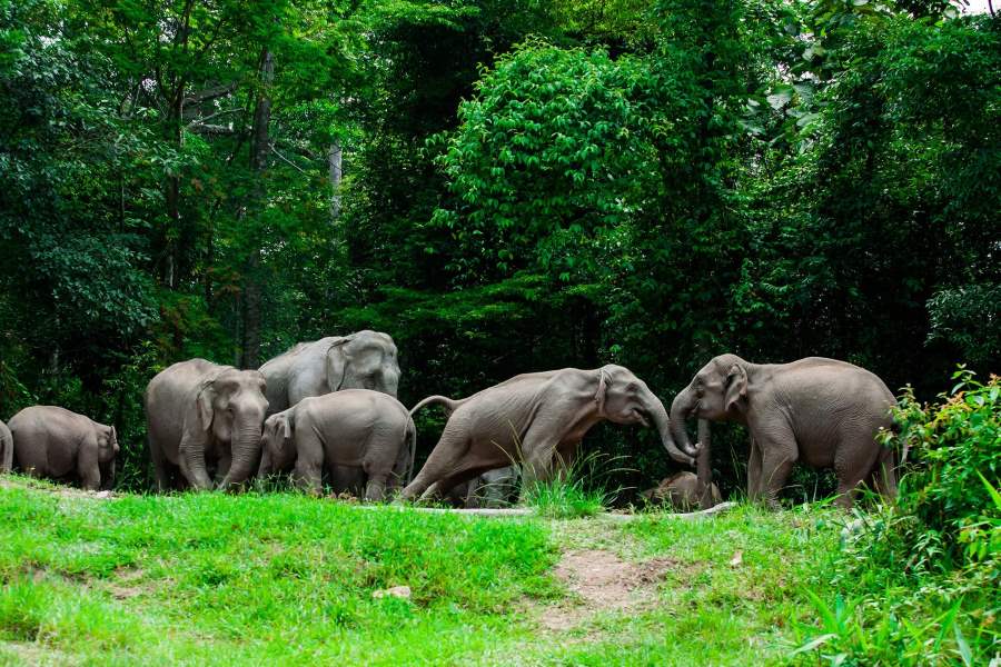 Khao Yai National Park in Nakhon Ratchasima