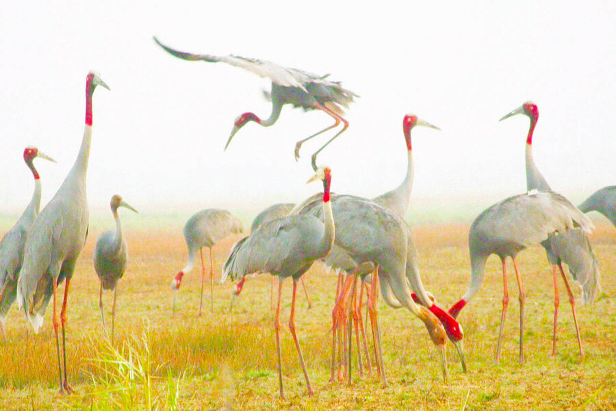 Hunting Photos of Red-Crowned Cranes is an interesting experience