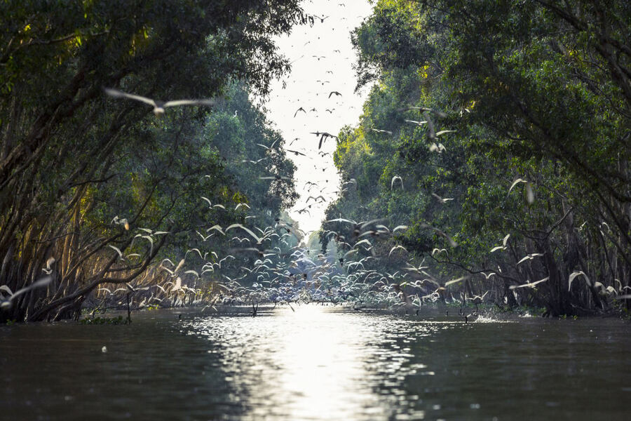 The plant ecosystem of Tram Chim National Park has contributed to the diversity of natural plant communities