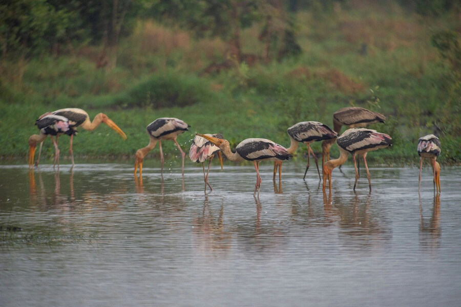 Photo of the Painted Stork (listed in the Vietnam and World Red Data Book)